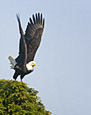 Feathers : Eagle 100-199-0
