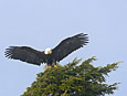 Feathers : Eagle 100-202-3