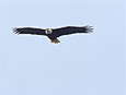Feathers : Eagle 100-203-6