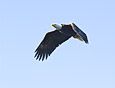 Feathers : Eagle 100-204-9