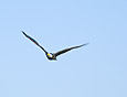 Feathers : Eagle 100-207-8
