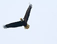 Feathers : Eagle 100-210-8