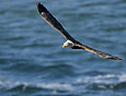 Feathers : Eagle 100-216-6
