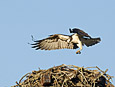 Feathers : Osprey 100-189-9