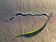 Shoreline : Sea Grass 100-187-3