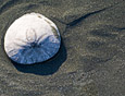 Shoreline : Shells 100-159-6