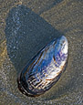 Shoreline : Shells 100-164-2
